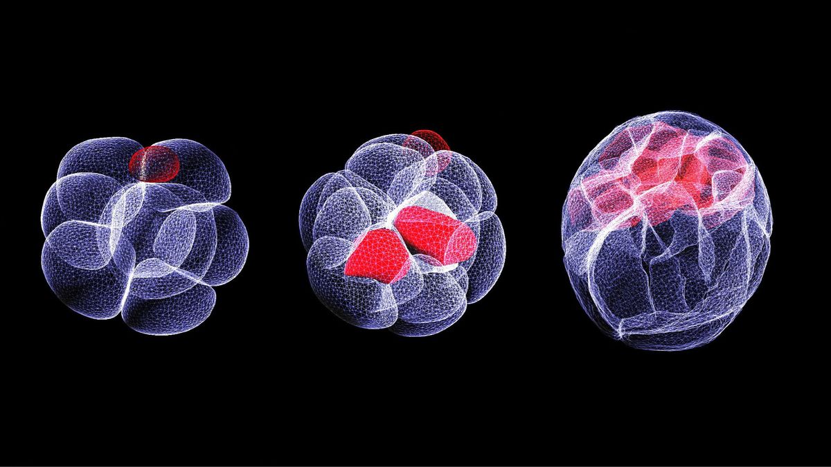 How does one cell build a body? We're starting to get answers from ...