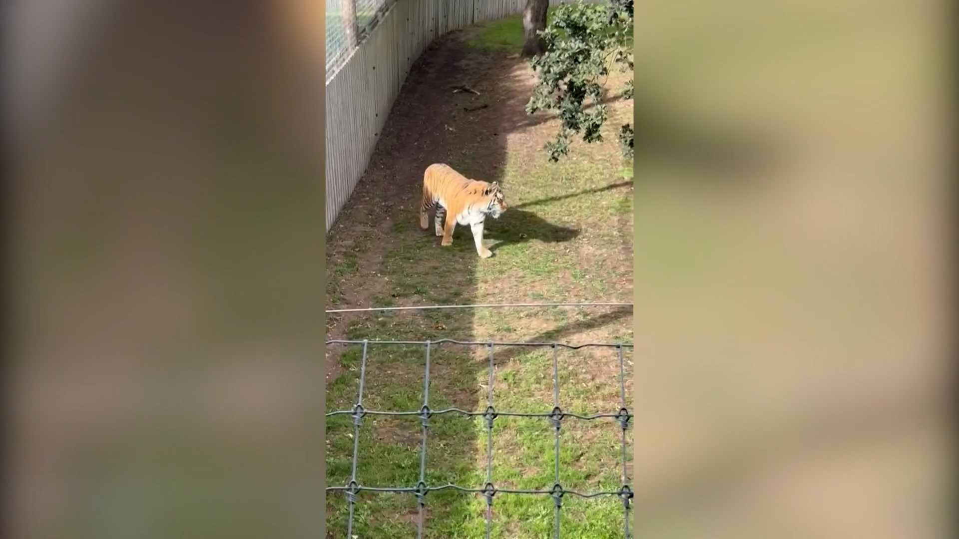 Donald Trump posts AI video of himself tackling killer zoo tiger