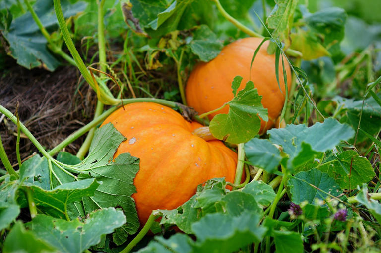 Halloween pumpkins are actually a nutritional gold mine. Here's why