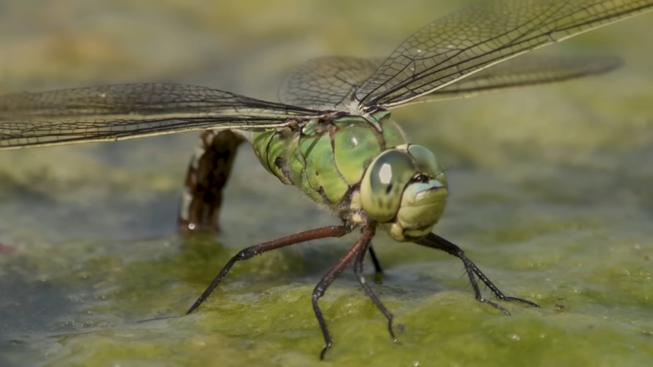 Scientists found an insect that fires its jaws and a water jet at the ...