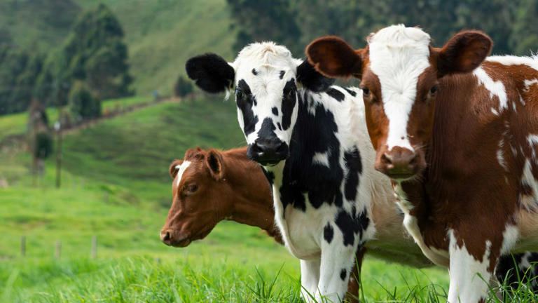 NYT: A dairy entrepreneur convinced Trump of a sci-fi nuclear threat