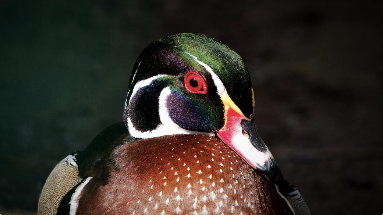 A colorful sign of fall: Wood ducks begin gathering for migration