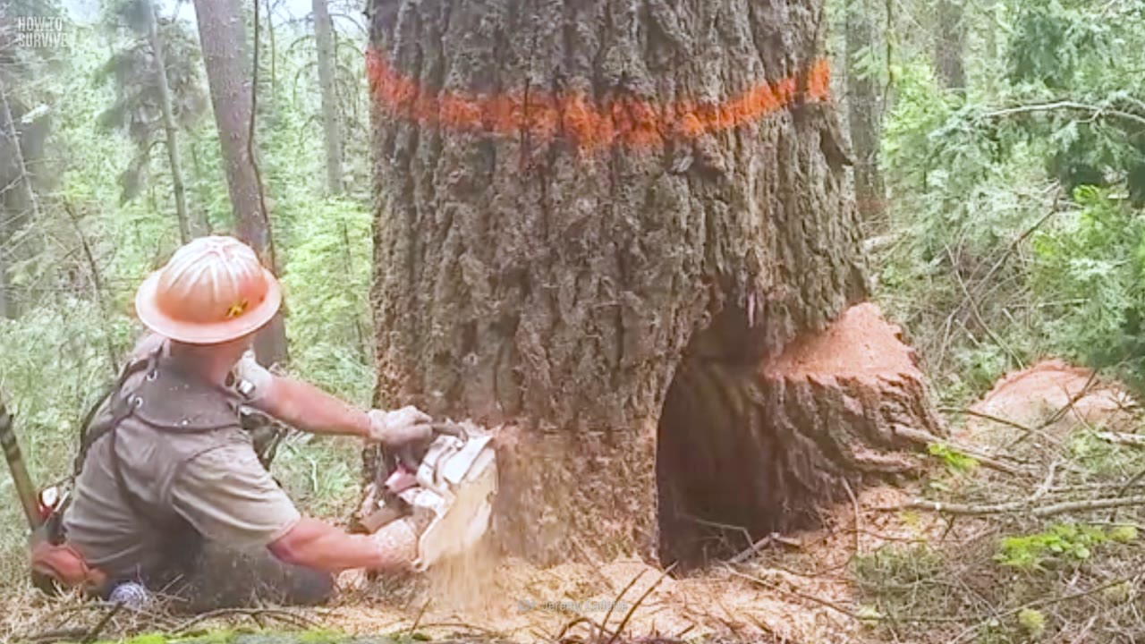 Most logging deaths happen within 10 feet of the stump. Gary was right ...
