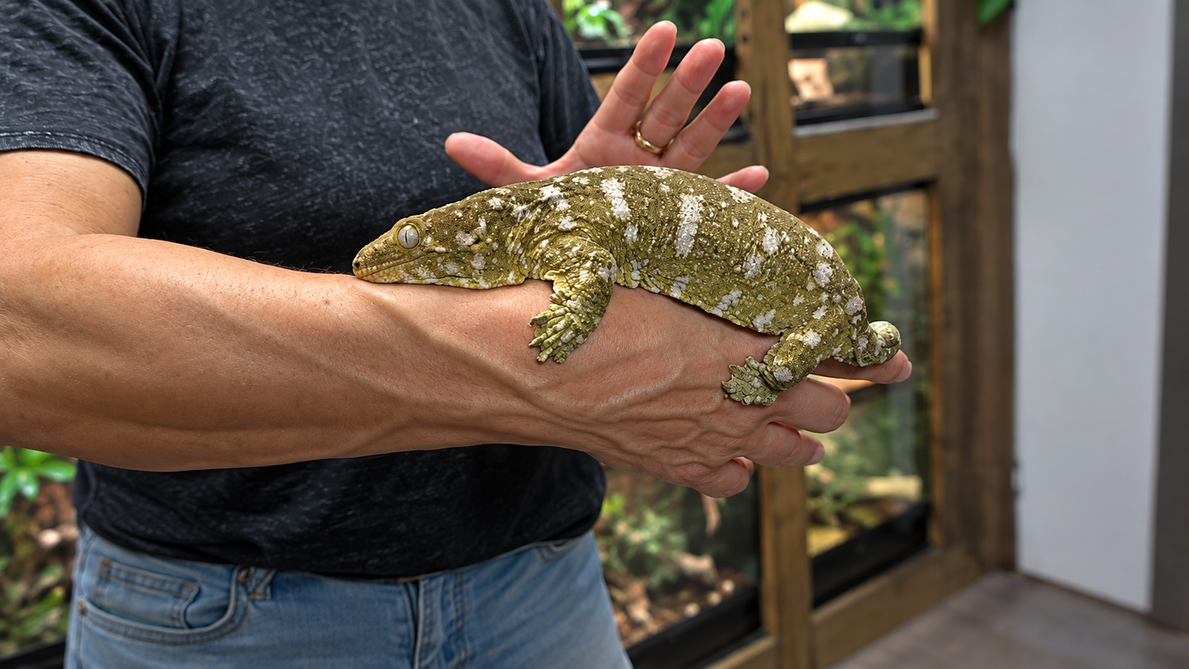 They expected a tiny baby lizard… but this one was bigger than anyone ...