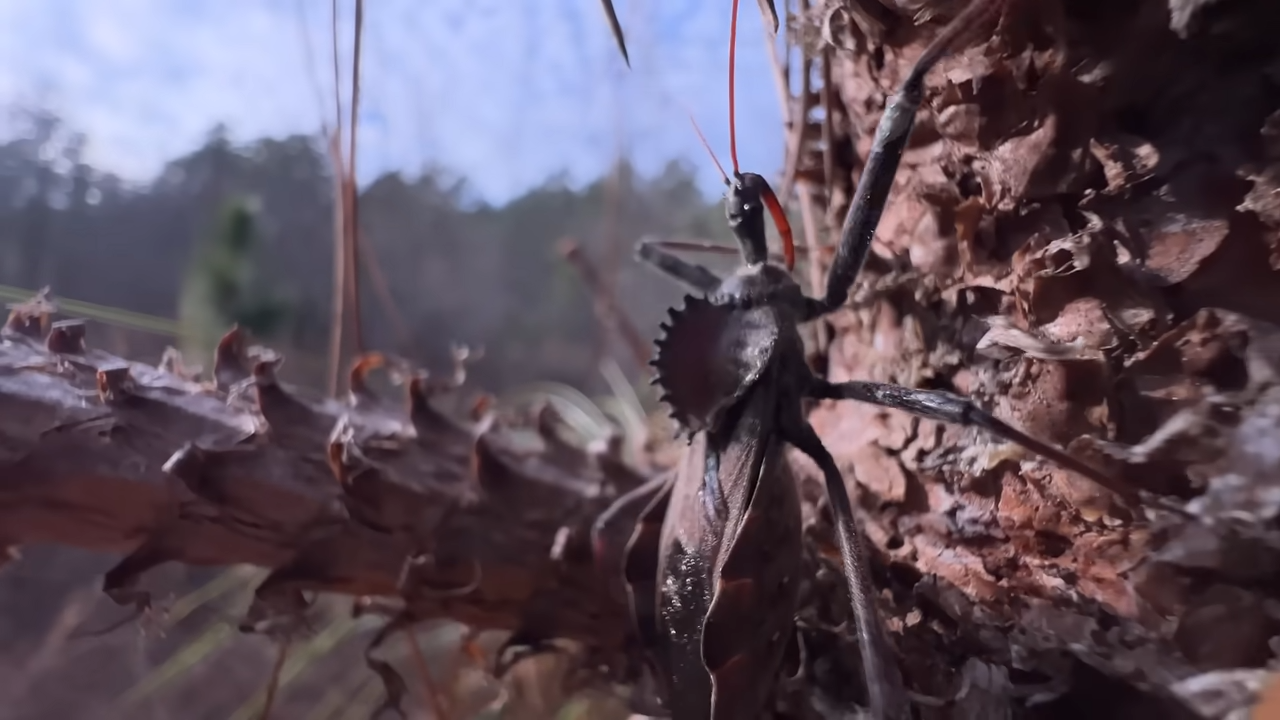 This tiny assassin bug has one of the most painful bites - but its ...