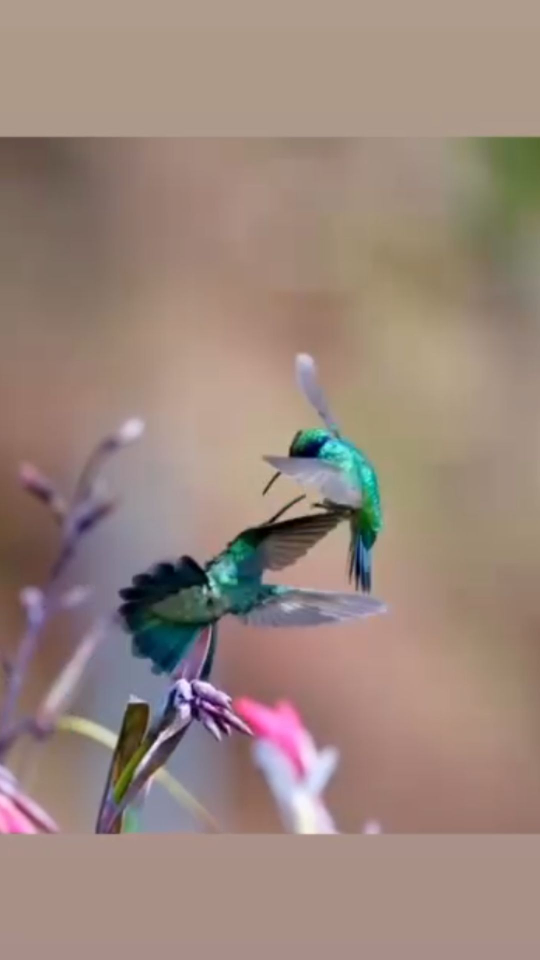Why hummingbirds fight over food and territory