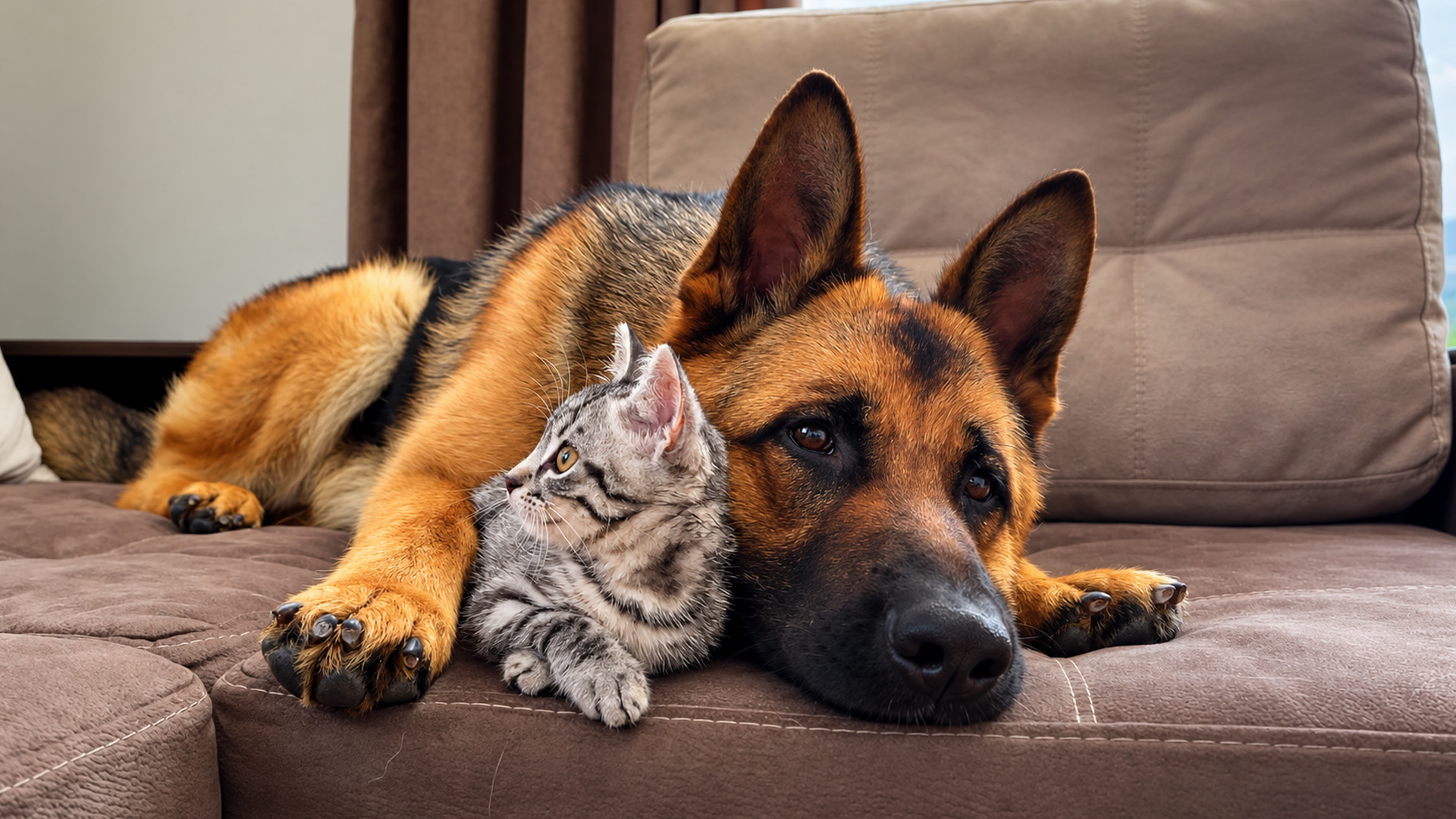 German shepherd stays calm around a curious kitten