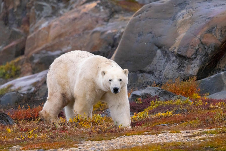 Here’s what a world without Arctic ice would actually look like
