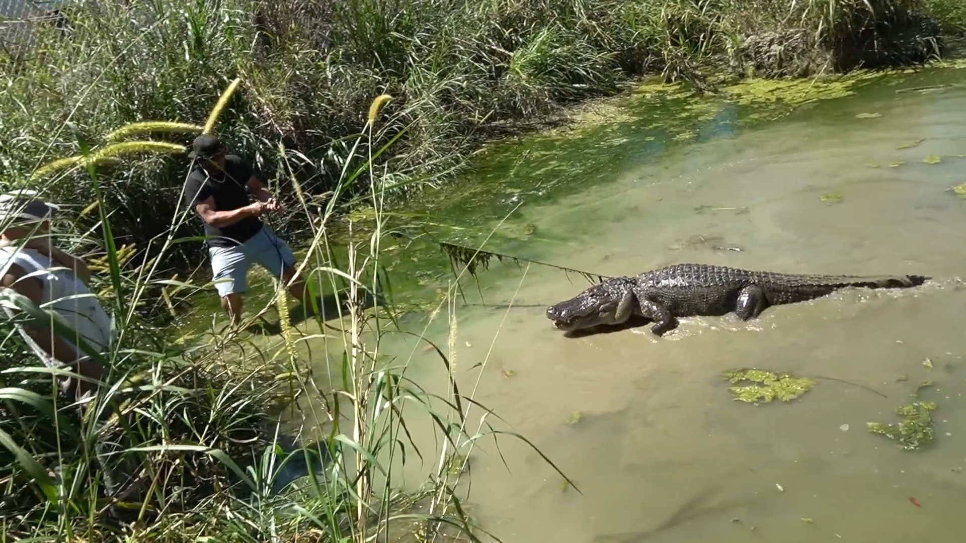 A 10 foot gator turned a routine move into a fight for control