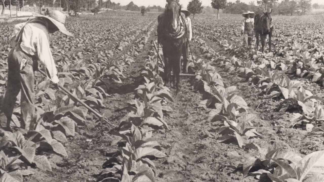 From sunrise to sunset - cowboys kept chewing tobacco in their mouths ...