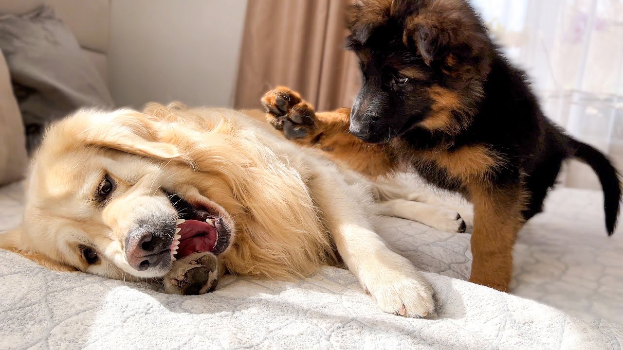 Golden retriever and puppy play fight