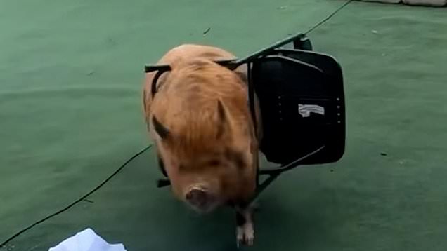 Pig causes chaos after getting stuck in chair