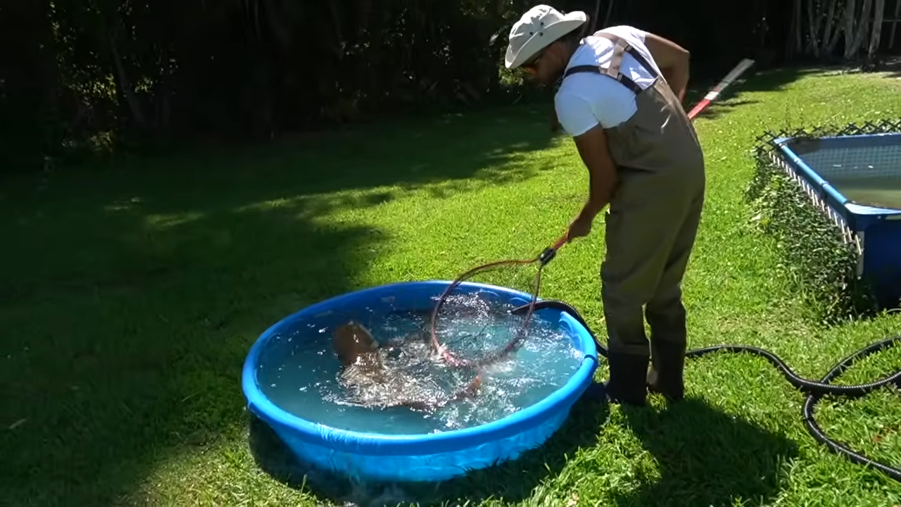 He drained the monster pool to catch the fish attacking everything inside