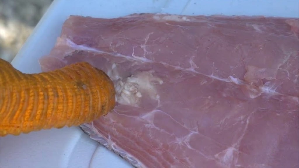 He nearly turned the whole fish into dinner until he discovered worms ...