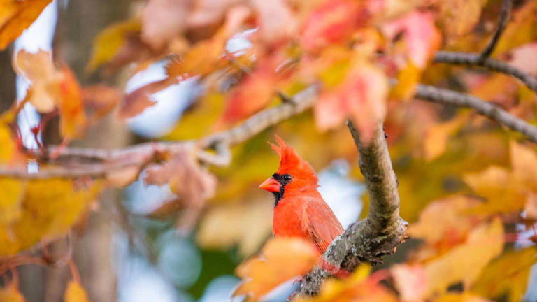 4 fall bird sightings that may carry angel messages, according to an ...