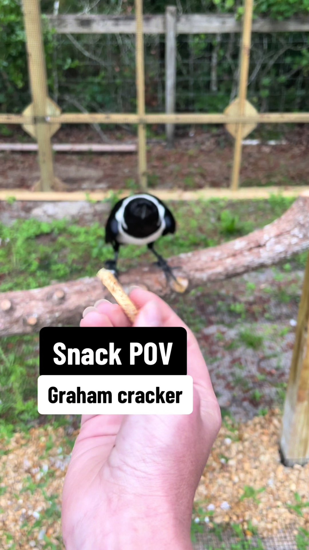 A fun wildlife snack moment with more treats to come