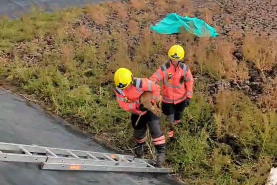Watch: Chinese water deer rescued by RSPCA and Cambridgeshire Fire and ...