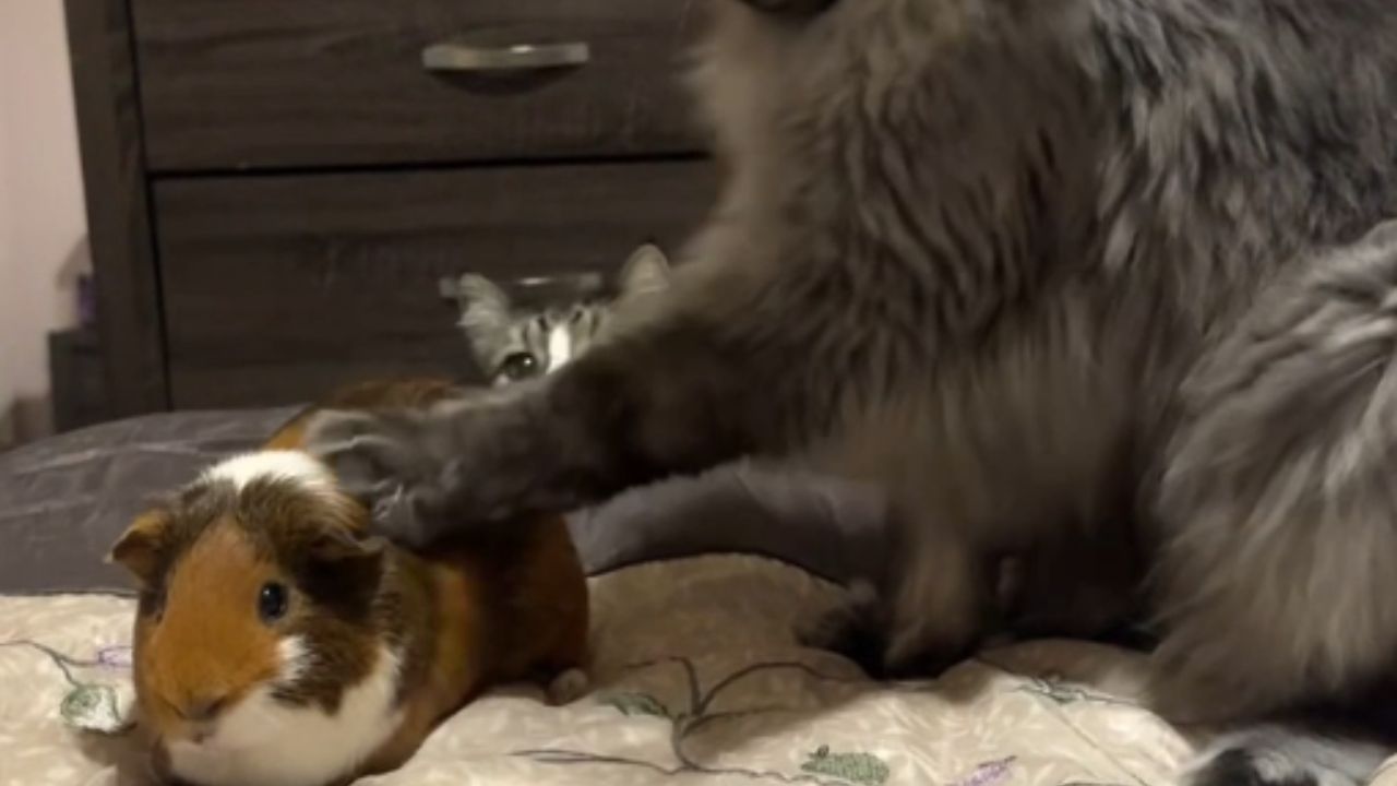 Cat's comedic massage attempt on guinea pig nearly ends in chaos