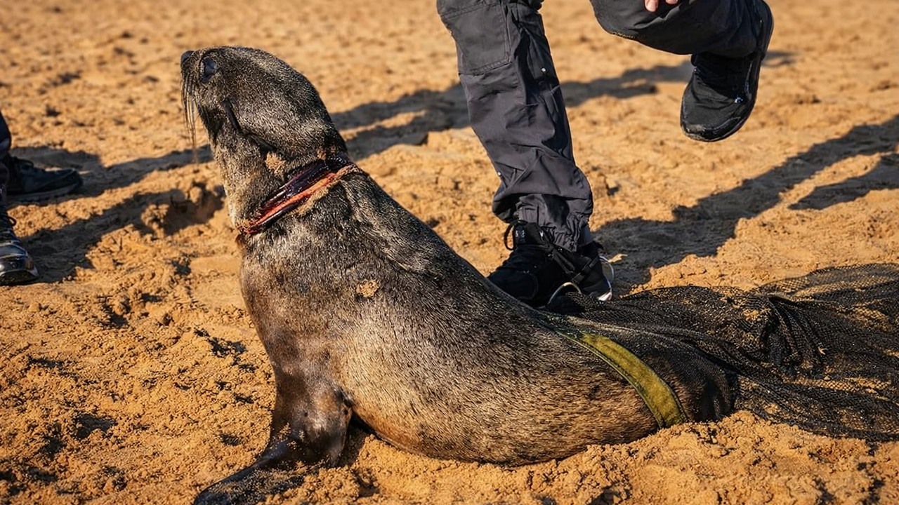 This poor baby had something cutting into his body... then rescuers ...