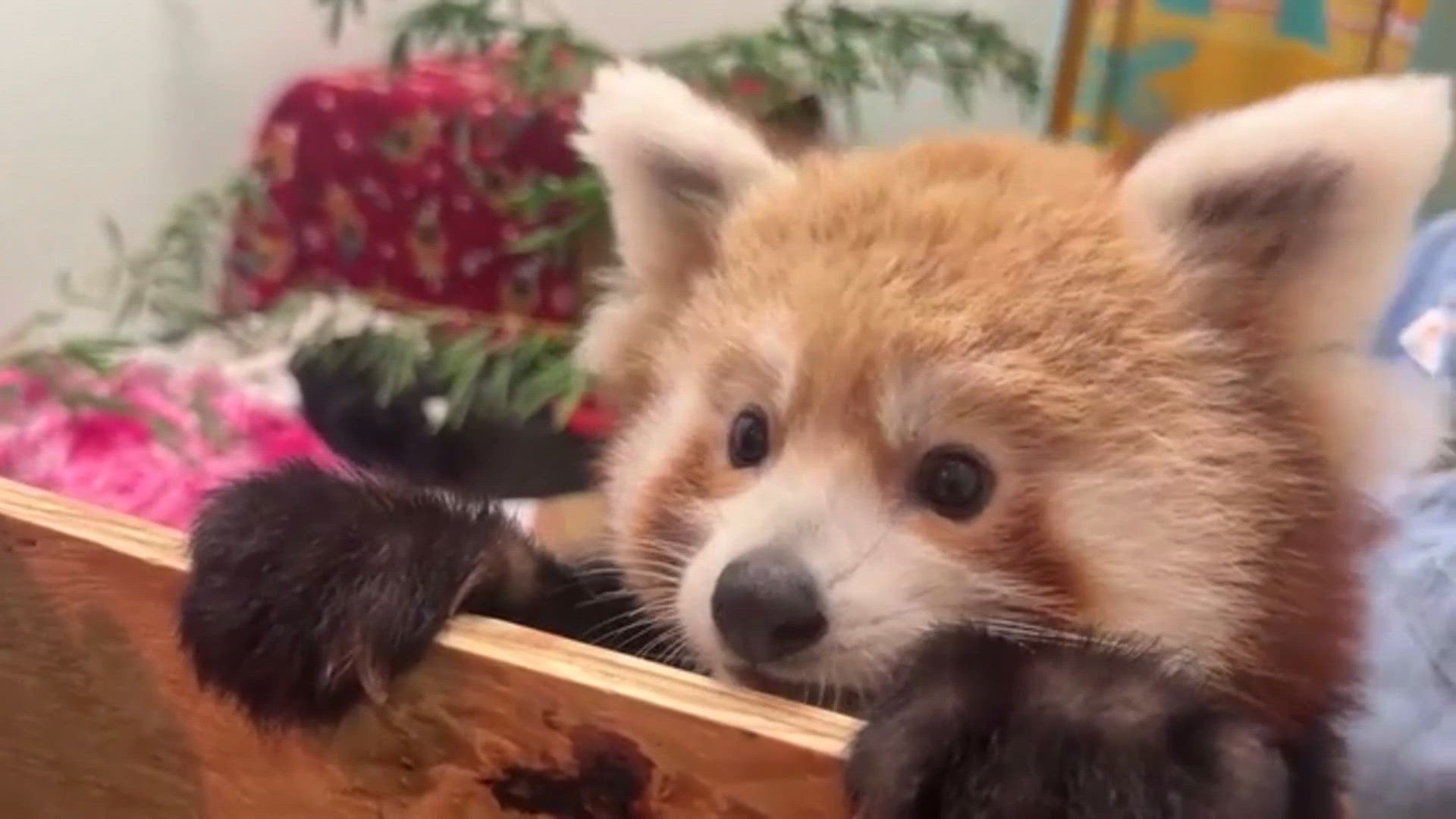 Connecticut zoo welcomes red panda cub as species faces population decline