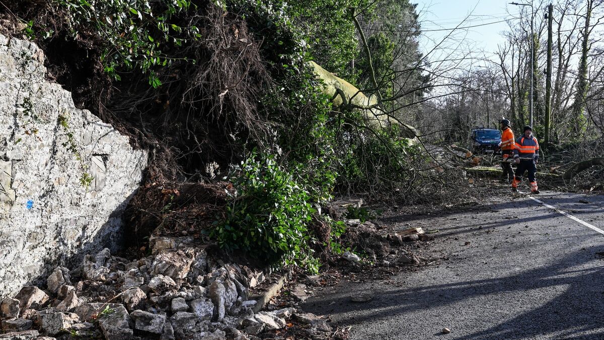Overhanging roadside trees in West Cork putting council workers in ...