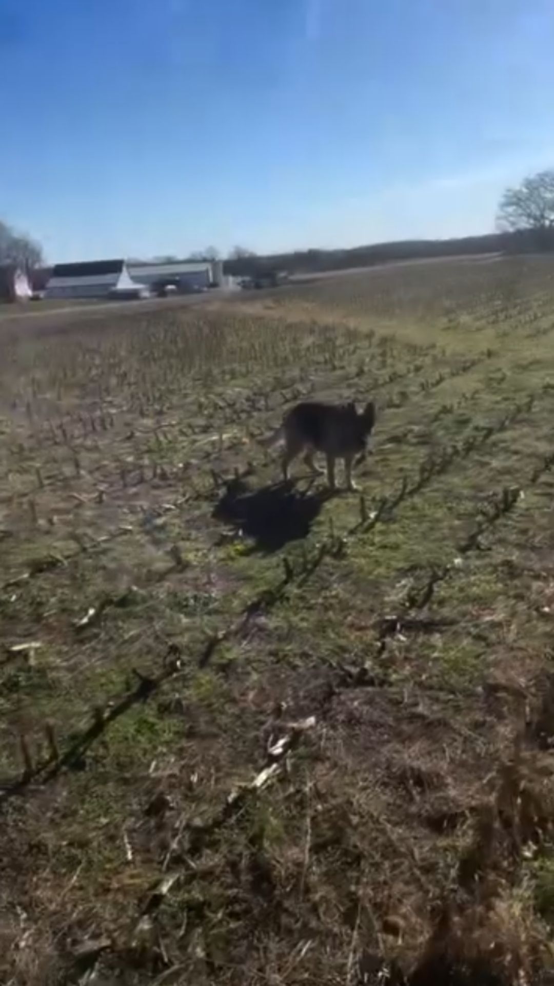 Running through the empty corn path