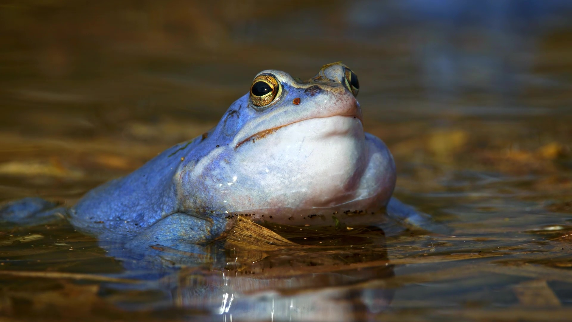 Watch a beautiful blue moor frog in its breeding colors