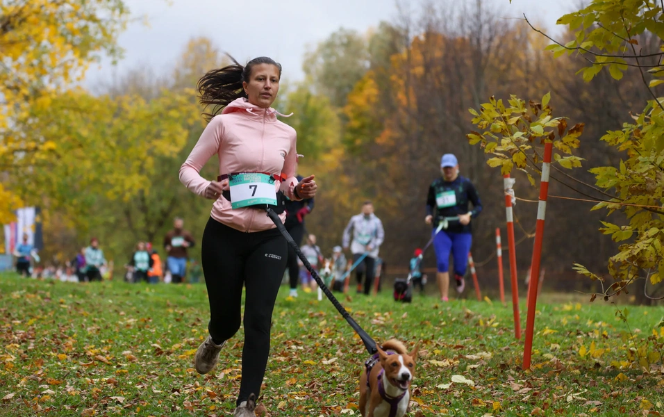 High-energy dog breeds for active lifestyles