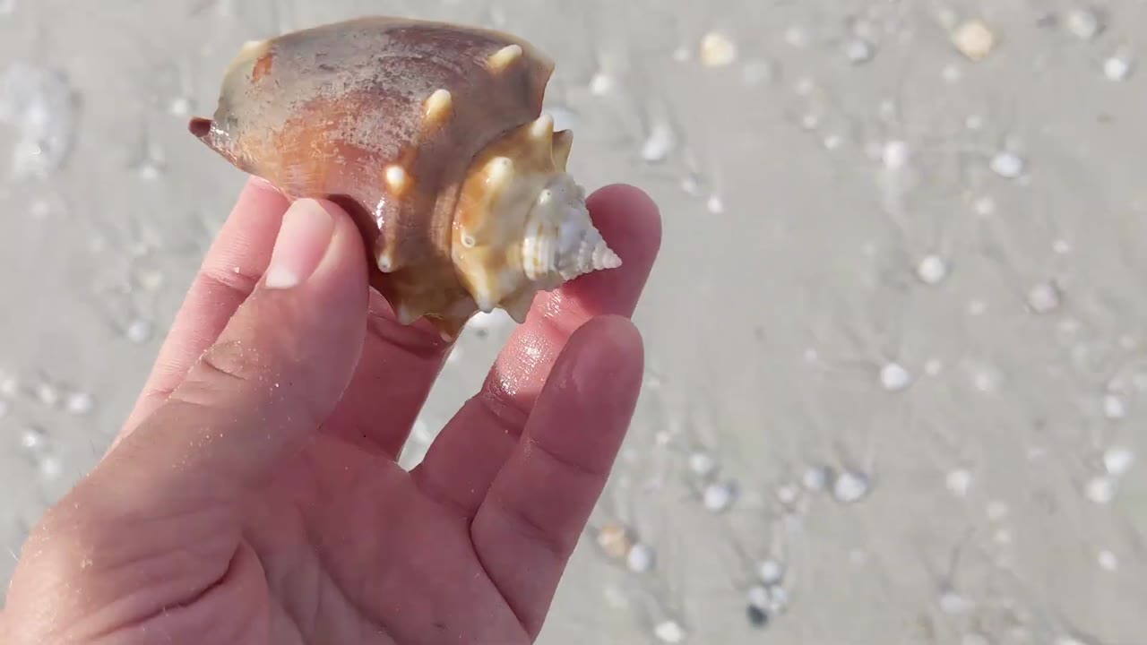 A winter storm covered this Florida beach in seashells - then they ...