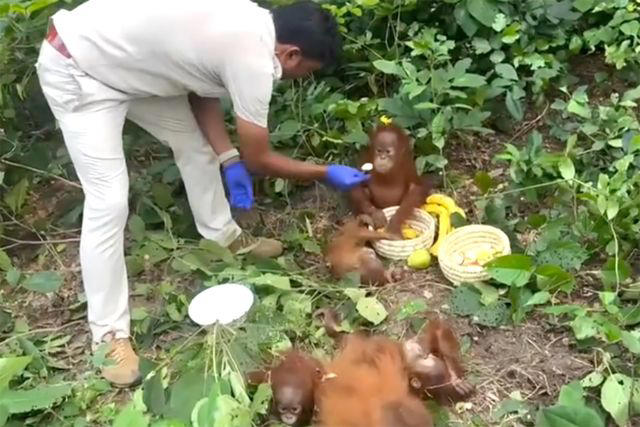 5 'beautiful' baby orangutans found abandoned in forest