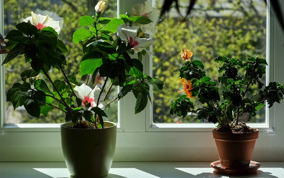 Fall indoor plant care guide blends science and seasonal tips