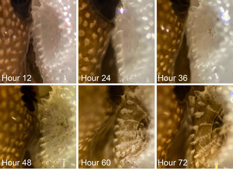 New method reversed doomed bleached coral at record speed