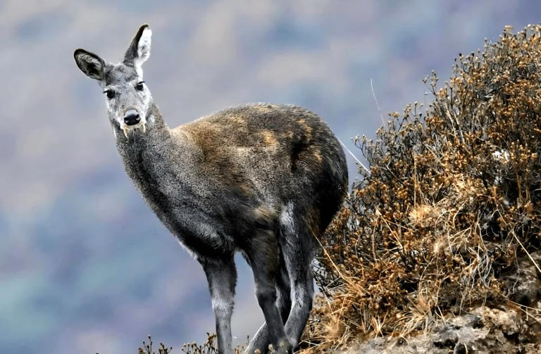 Endangered musk deer, Uttarakhand’s state animal, faces a future ...