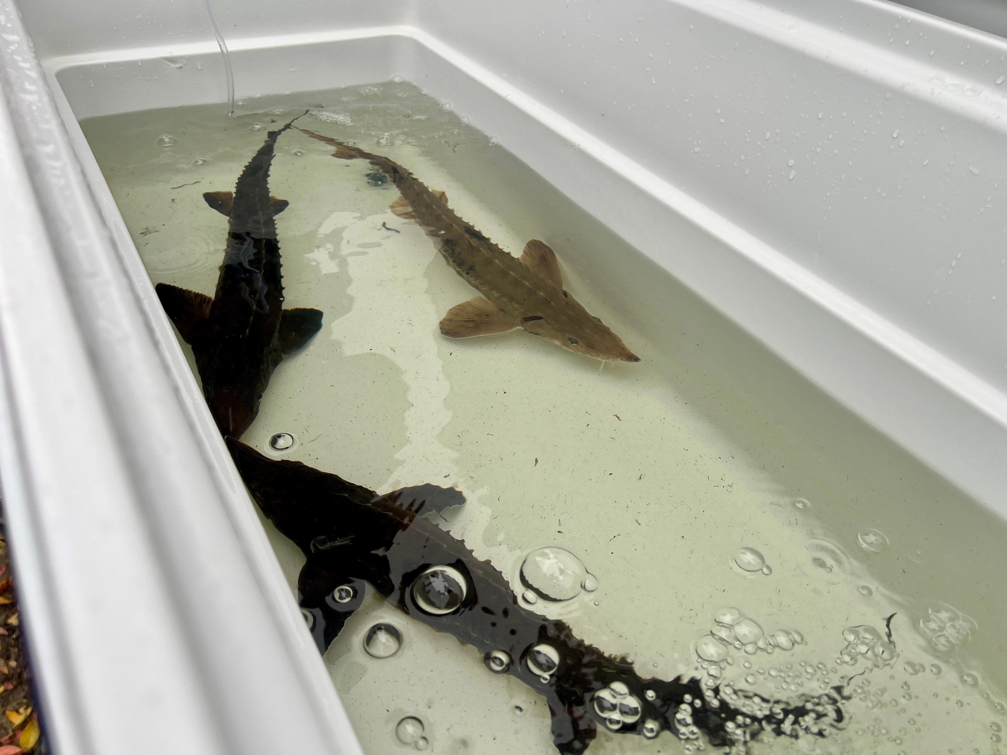 Hundreds of young sturgeon released into Genesee River