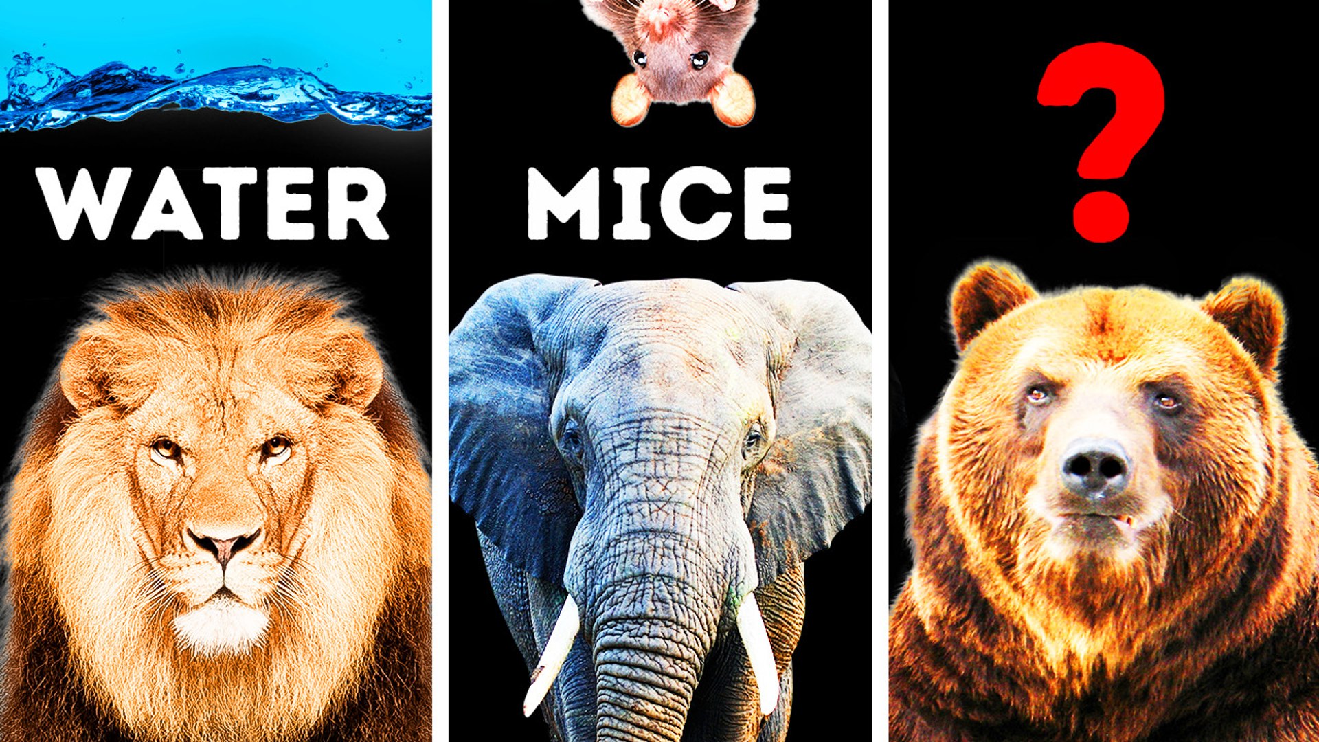 Unexpected facts about animals