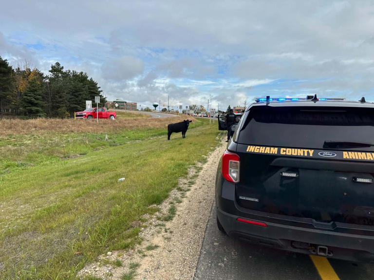 Cow gets loose on US-127, prompting police and animal control response