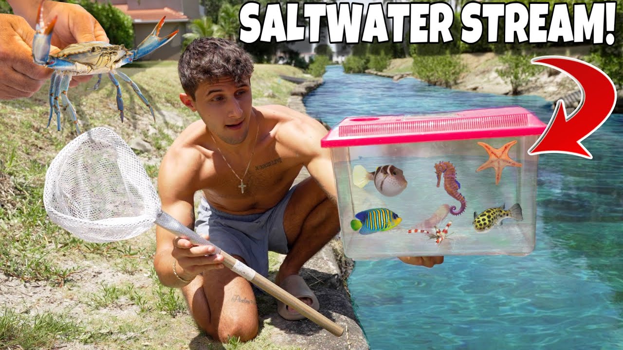 Catching exotic sea creatures in a saltwater stream!