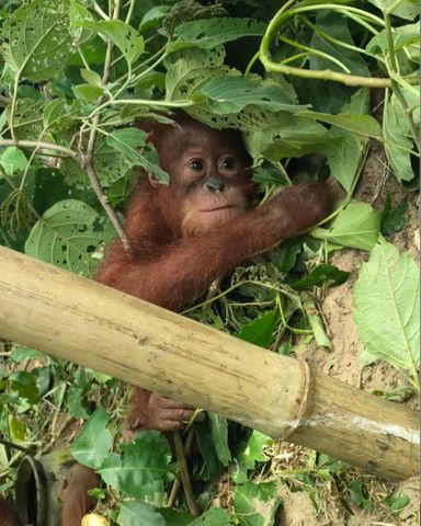 5 'beautiful' baby orangutans found abandoned in forest