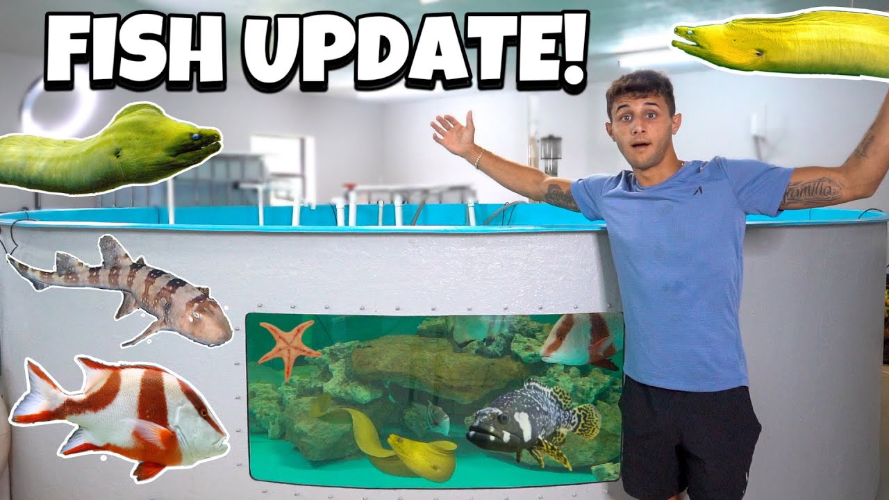 Feeding all my exotic fish + exciting updates!