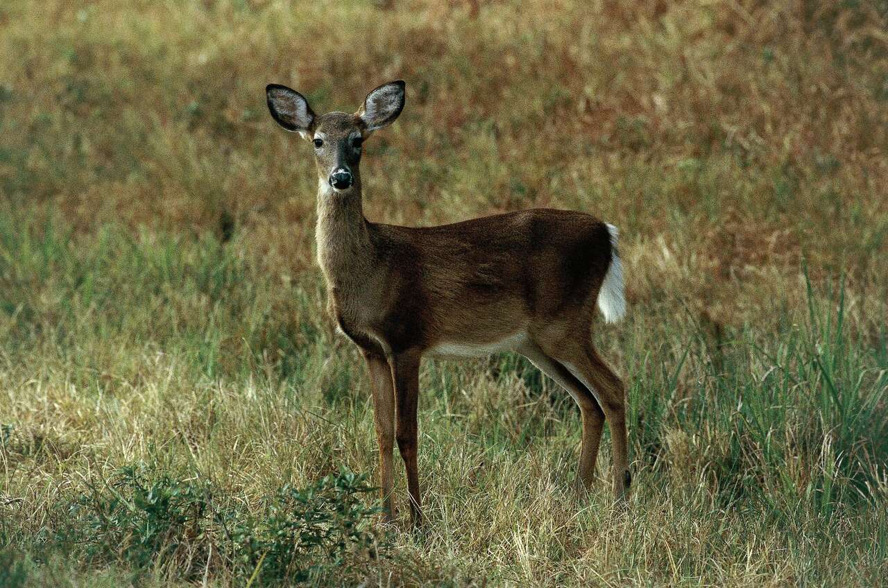Michigan deer disease spreads to 12 counties as DNR urges vigilance