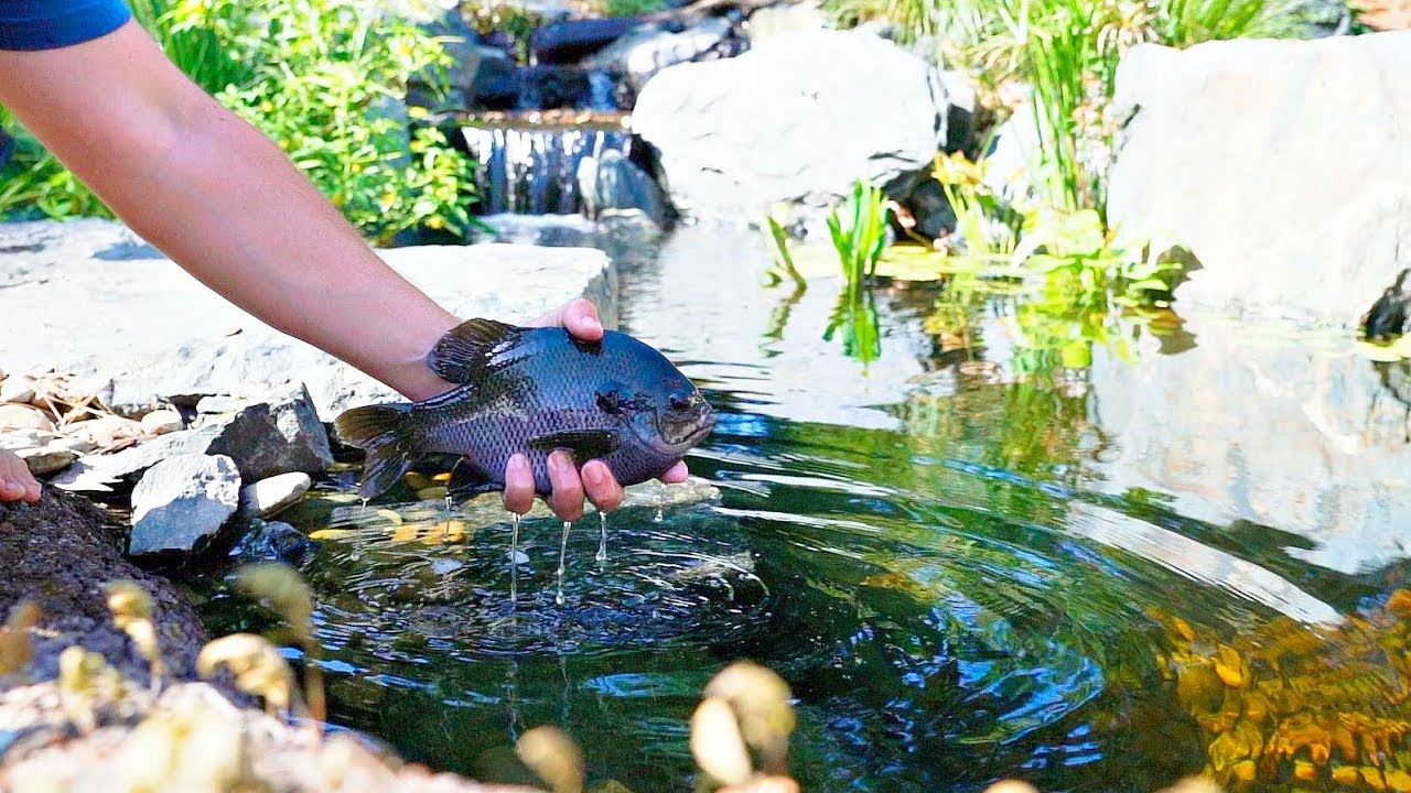 Massive bluegill meets backyard bass pond