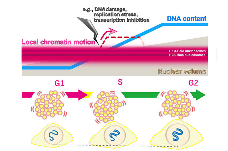 Local DNA motion inside the cell stays nearly constant throughout ...