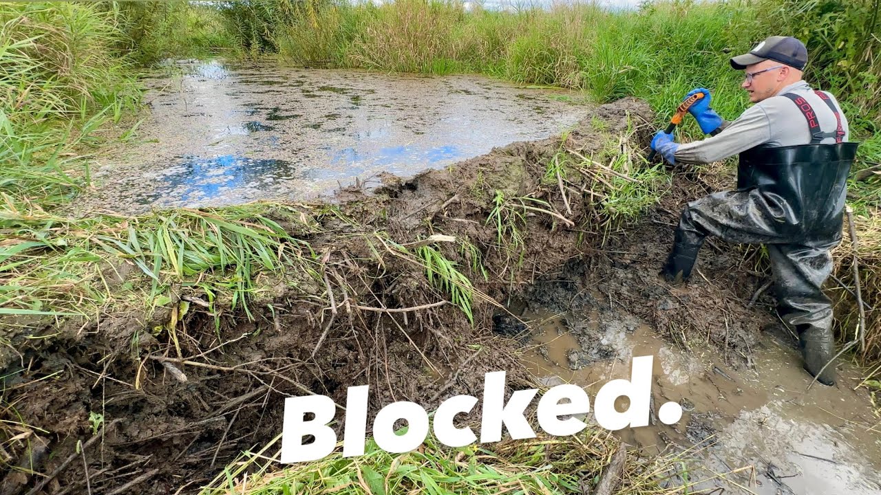 Beaver dam removal; blocked stream uncovered