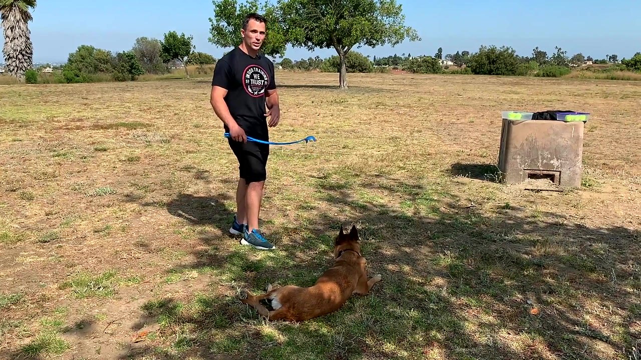 Why this scent detection step changes everything for your dog's training