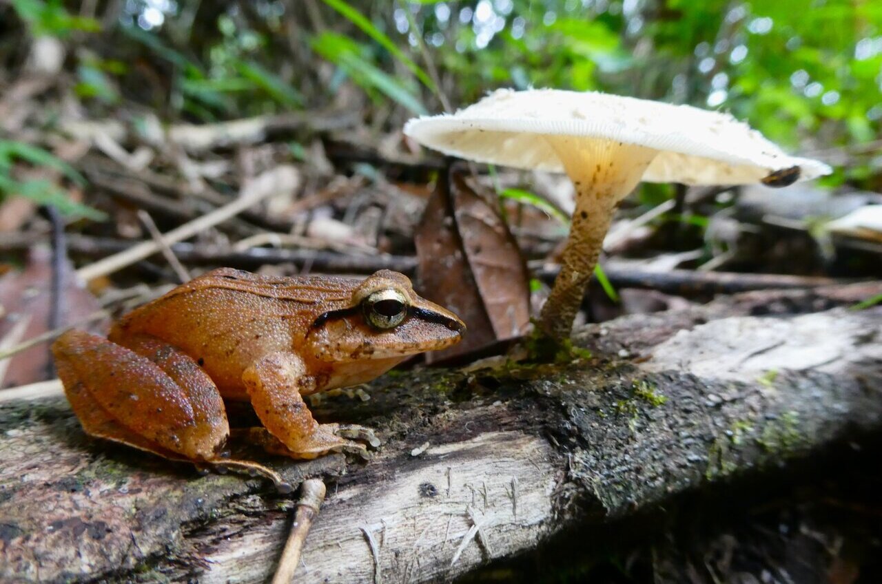 Museum specimens reveal pathogen behind decades-old mystery of ...