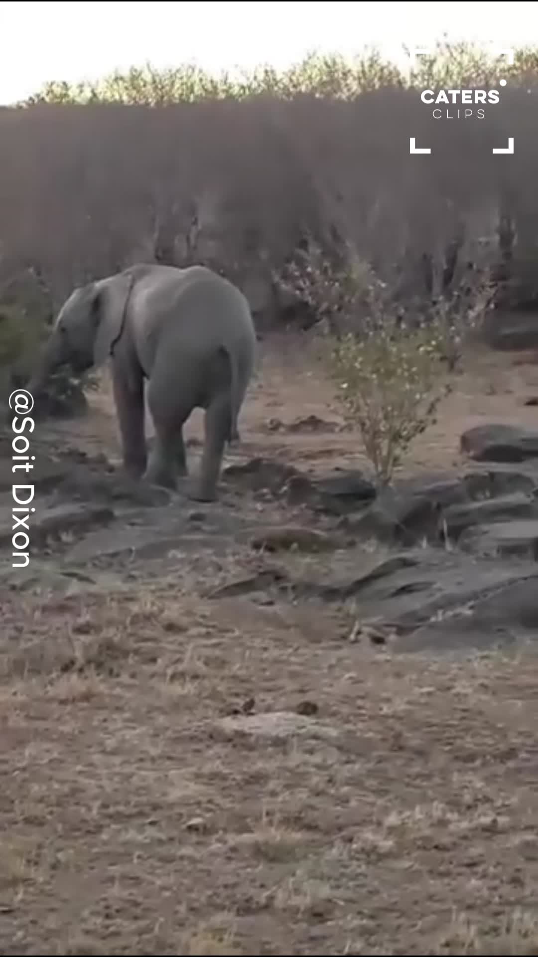 Lioness gets too close to baby elephant in dramatic wildlife encounter