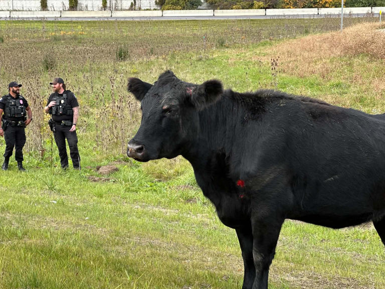 Cow gets loose on US-127, prompting police and animal control response