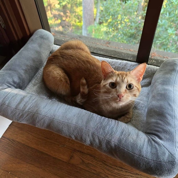 You adopted a cat: Here are 26 essentials you’ll definitely want to own