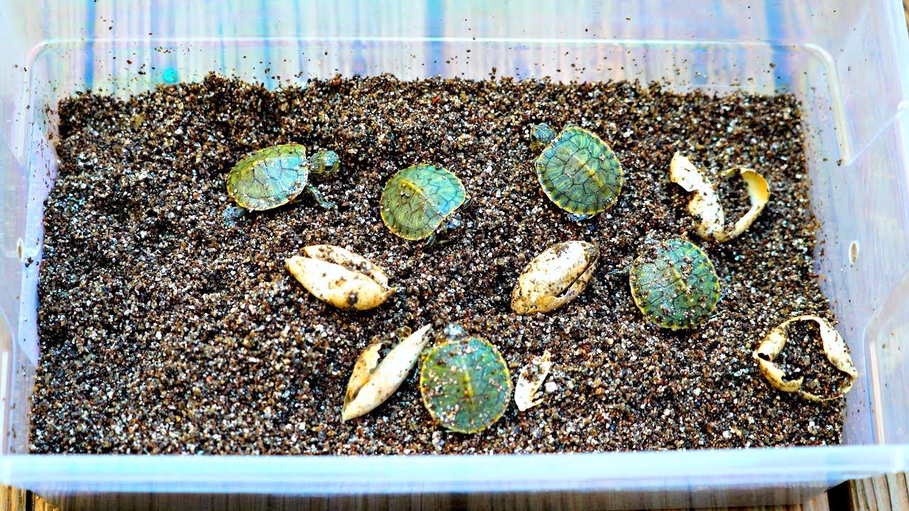 We saved turtle eggs from parking lot