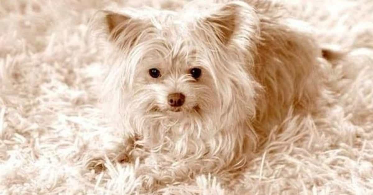 Dogs who blended in with their surroundings